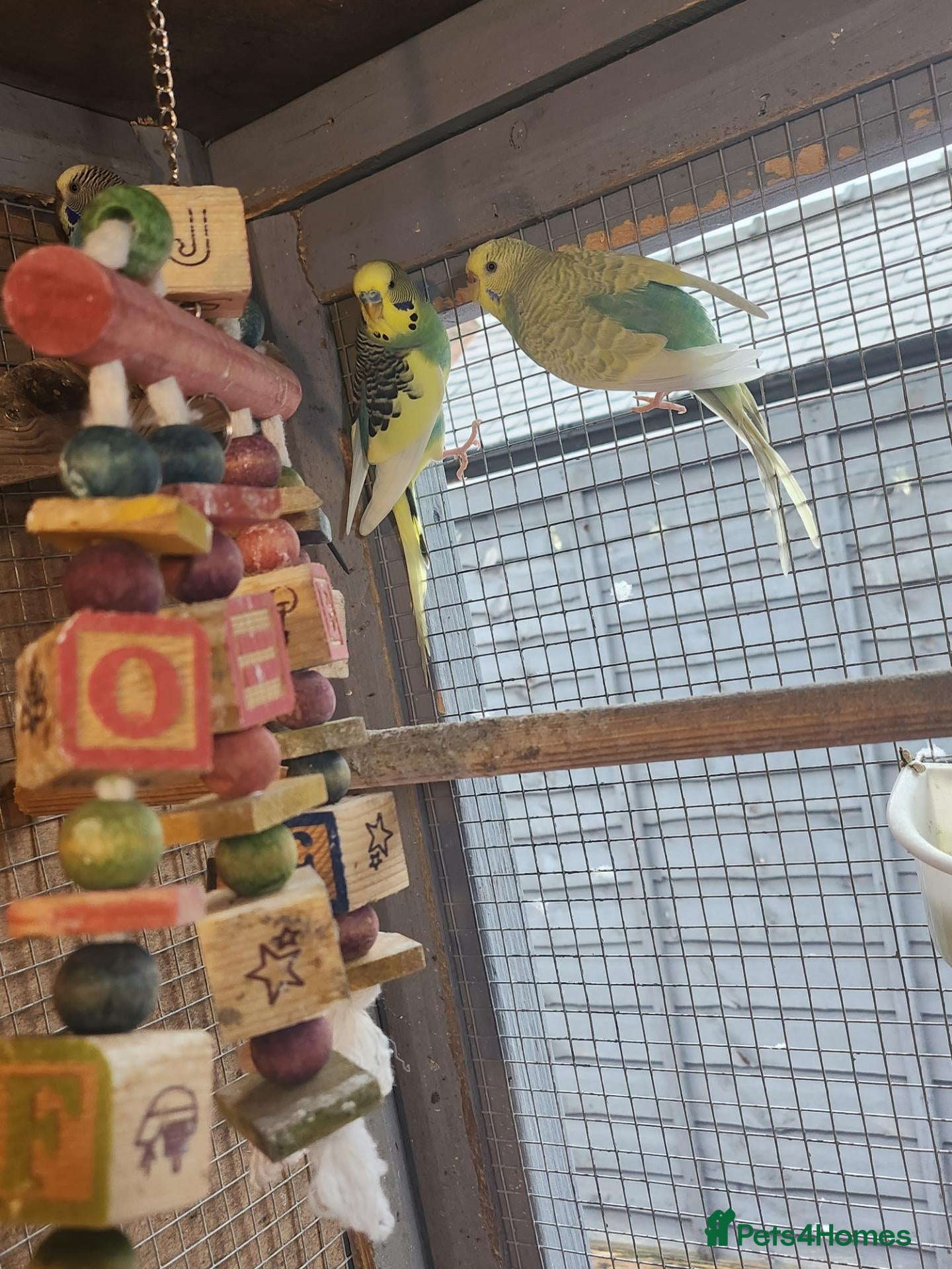Mixed Breed birds Avairy close down - Advert 1
