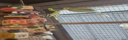 Mixed Breed birds for sale: Avairy close down - Advert 1