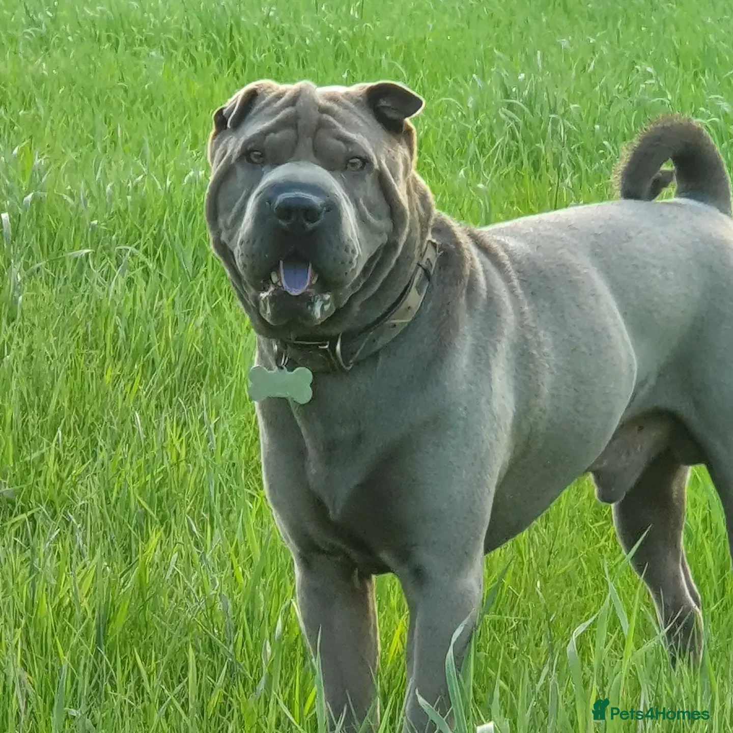 Shar Pei dogs Gus- Beautiful blue horse coat for stud in Billericay - Advert 1