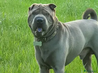 Shar Pei dogs Gus- Beautiful blue horse coat for stud in Billericay - Advert 4