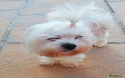 Maltipoo dogs for sale: Beautiful Toy Maltipoo Puppies - Advert 24