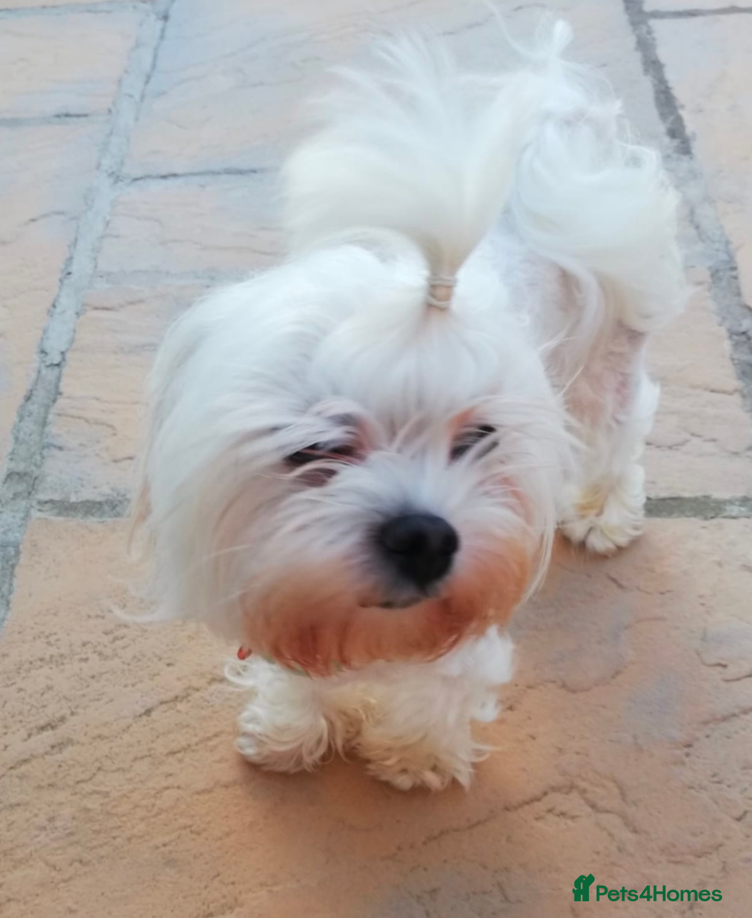 Maltipoo dogs for sale: Beautiful Toy Maltipoo Puppies - Advert 24