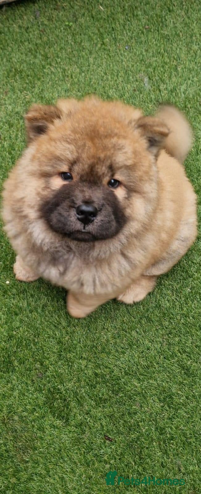 Chow Chow dogs Beautiful chow boy - Advert 2