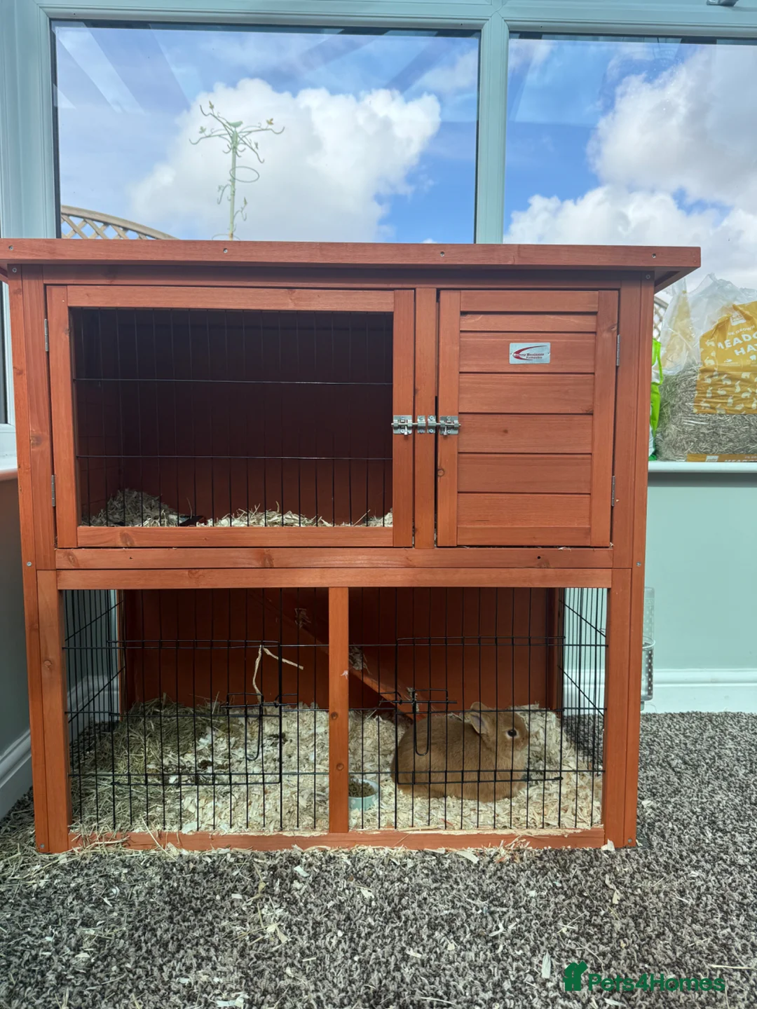 Netherland Dwarf rabbits for sale: 16wk old male Netherland Dwarf Rabbit for sale  - Advert 8