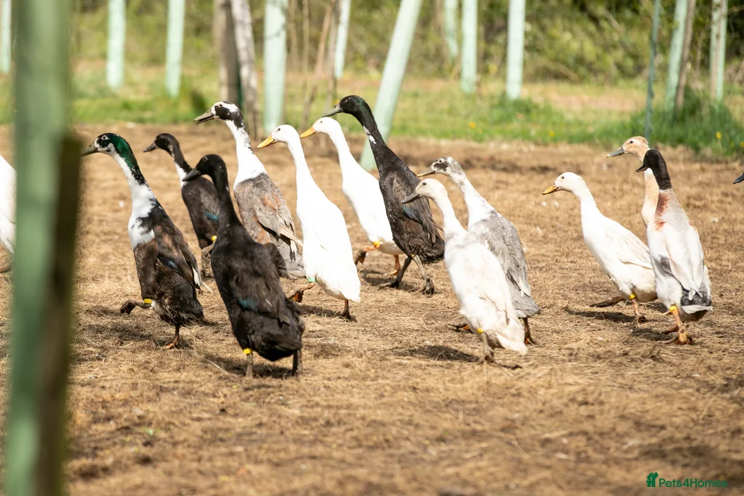 Ducks poultry for sale: Indian Runner Hatching Eggs x 6 - Advert 2