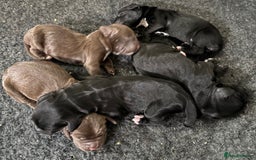 Cocker Spaniel dogs for sale: Liver/black working cocker spaniel puppies!  - Image 2