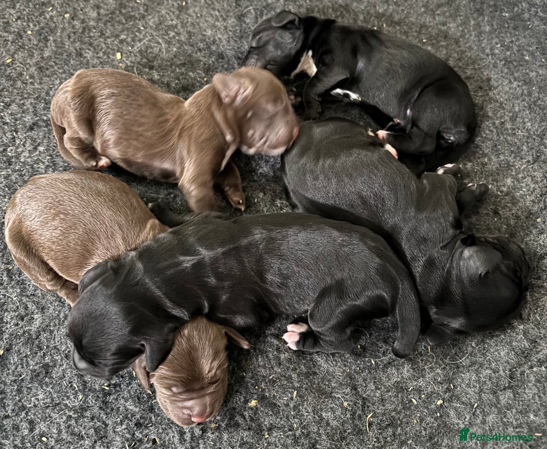 Cocker Spaniel dogs for sale: Liver/black working cocker spaniel puppies!  - Image 2
