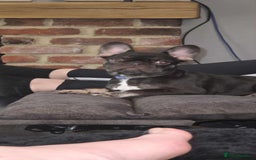 French Bulldog dogs for sale: Bitch Mini french bulldog - Image 11