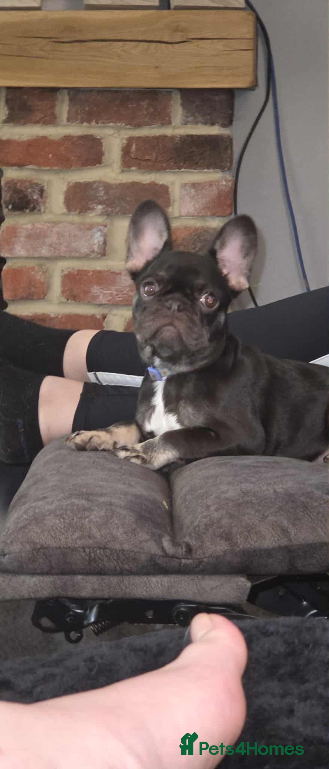 French Bulldog dogs for sale: Bitch Mini french bulldog - Image 11