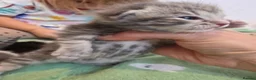 Mixed Breed cats for sale: Kittens girls and boy adorable mixed breed - Advert 15