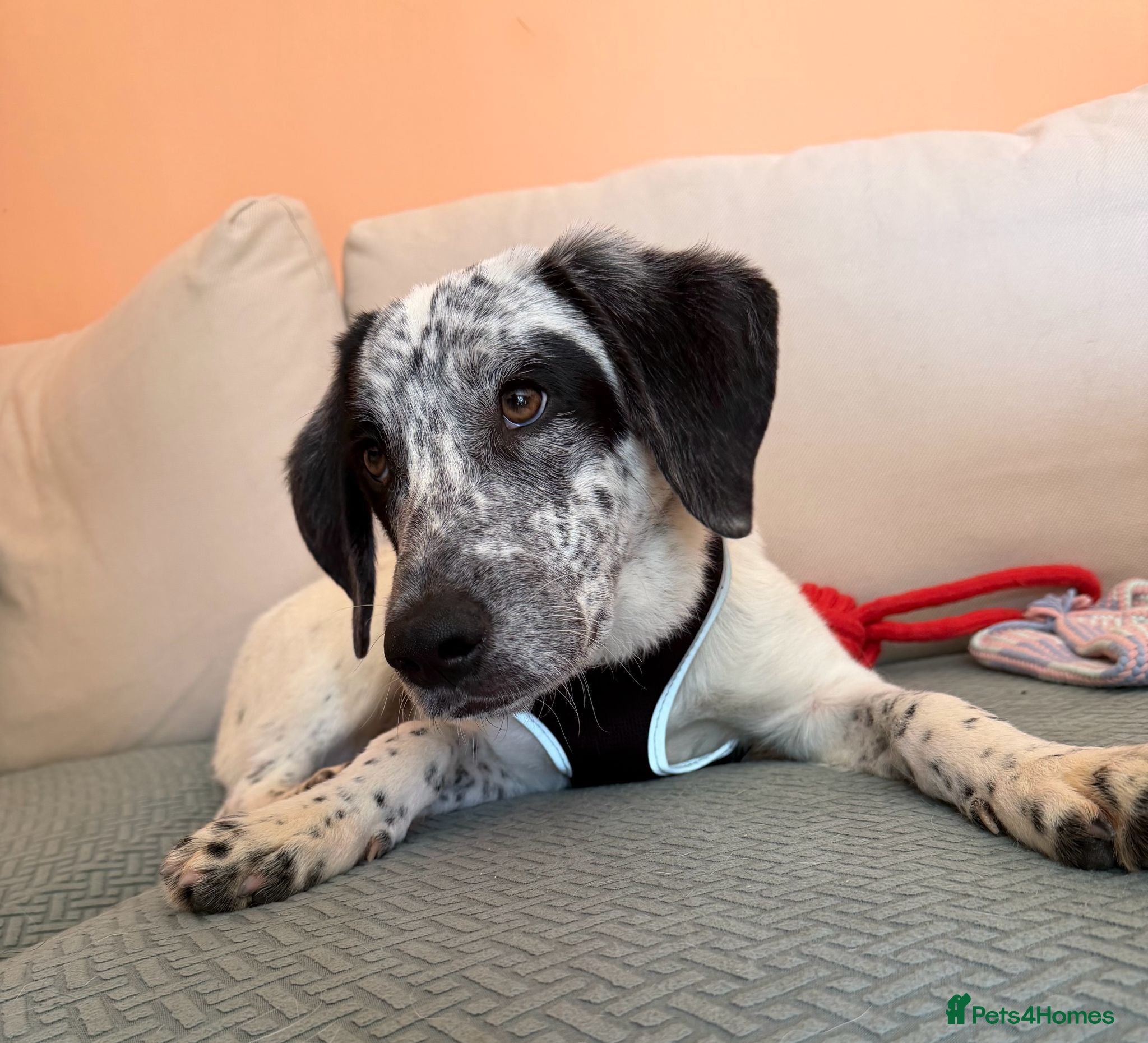 Mixed Breed dogs Pascal is ready for his new home - Advert 12