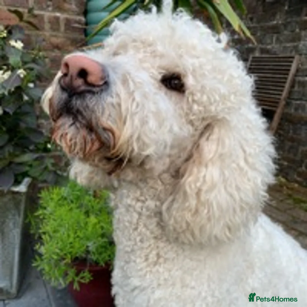 Labradoodle dogs for stud: Labradoodle Stud - Proven in Worthing - Advert 12