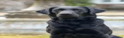 Labrador Retriever dogs for sale: Litter of Working Labrador Retriever Puppies - Advert 3