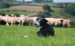 Border Collie dogs for sale: Boarder Collie Pups - Image 6