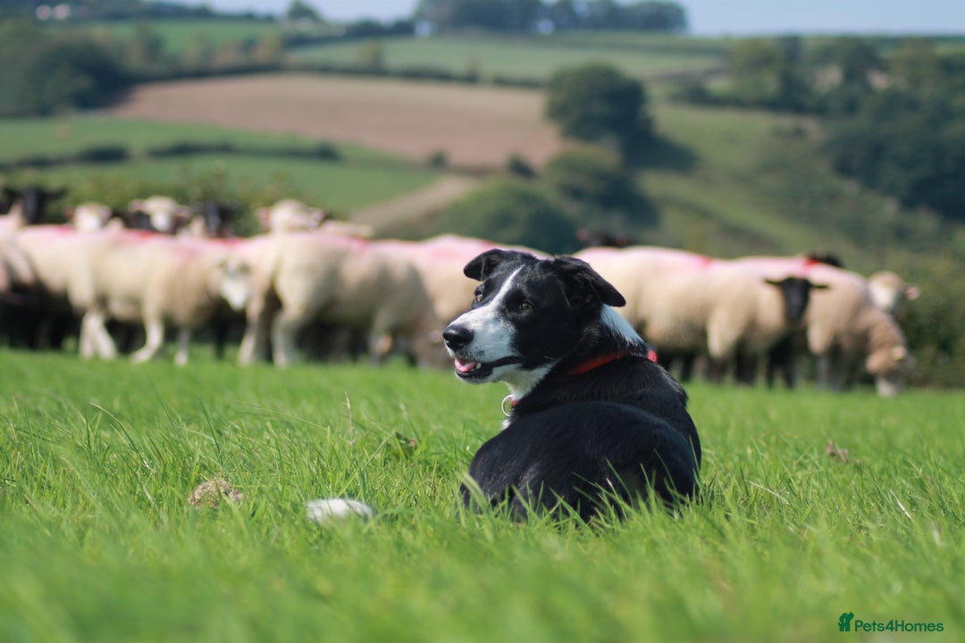 Border Collie dogs for sale: Boarder Collie Pups - Image 6