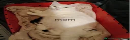 Domestic Shorthair cats for sale: White And Black, Female, Domestic Shorthair Kitten - Advert 12