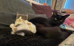 British Shorthair cats for sale: British Blue Cross.  - Image 4