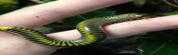Millipedes invertebrates for sale: Salpidobolus sp. ‘Gorontalo’, Millipede Nymphs - Advert 1
