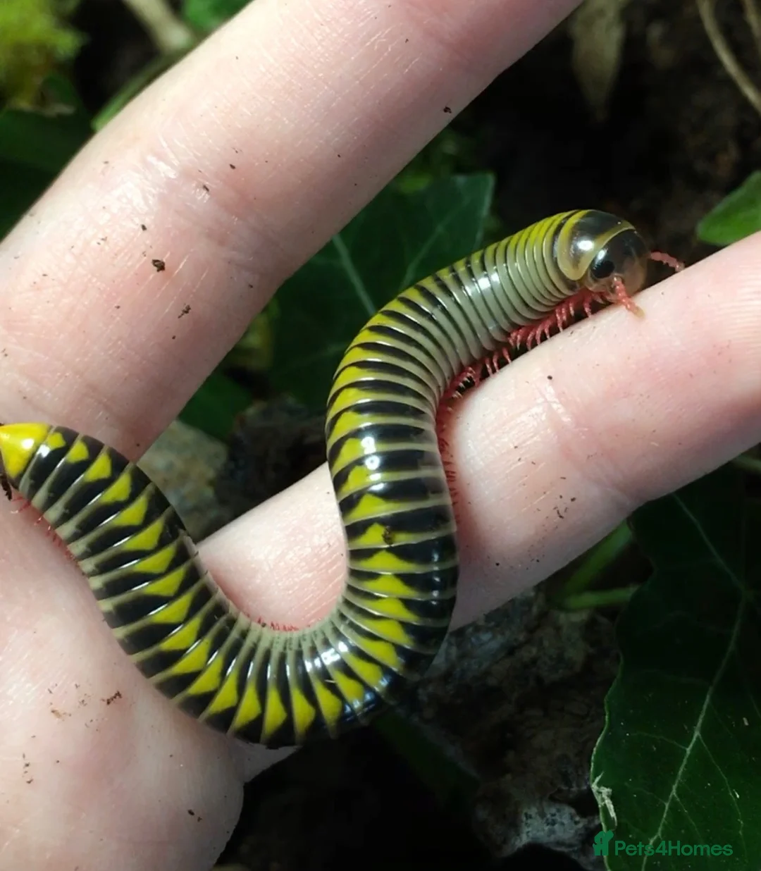 Millipedes invertebrates for sale: Salpidobolus sp. ‘Gorontalo’, Millipede Nymphs - Advert 1