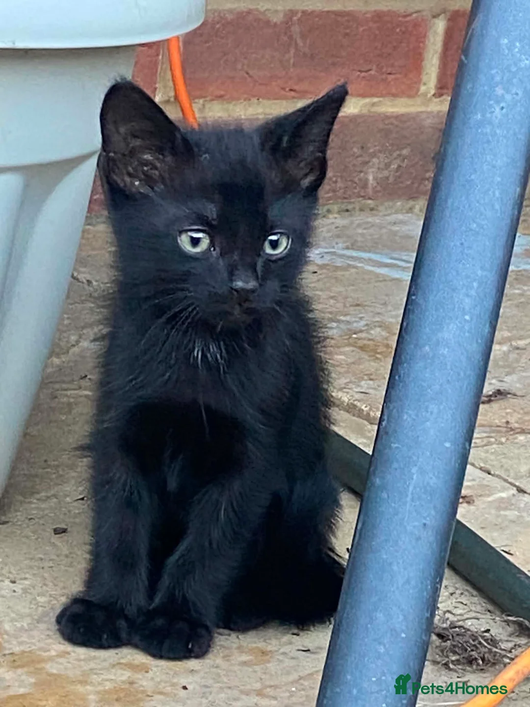 Mixed Breed cats for sale: Ready to leave now !! Black & white kittens x5 - Advert 2