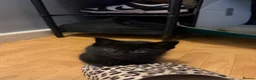 Mixed Breed cats for sale: 2 Mixed Breed Kittens for sale. - Advert 3
