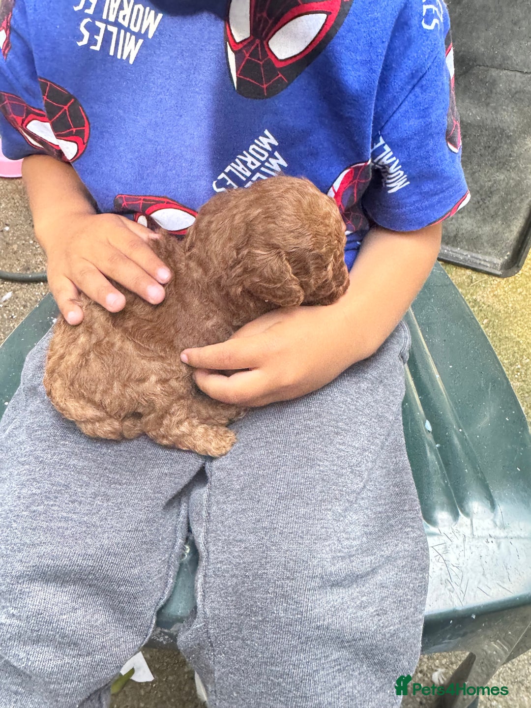 Toy Poodle dogs for sale: Deep red extra Tiny toy poodle KC registered puppy - Image 10