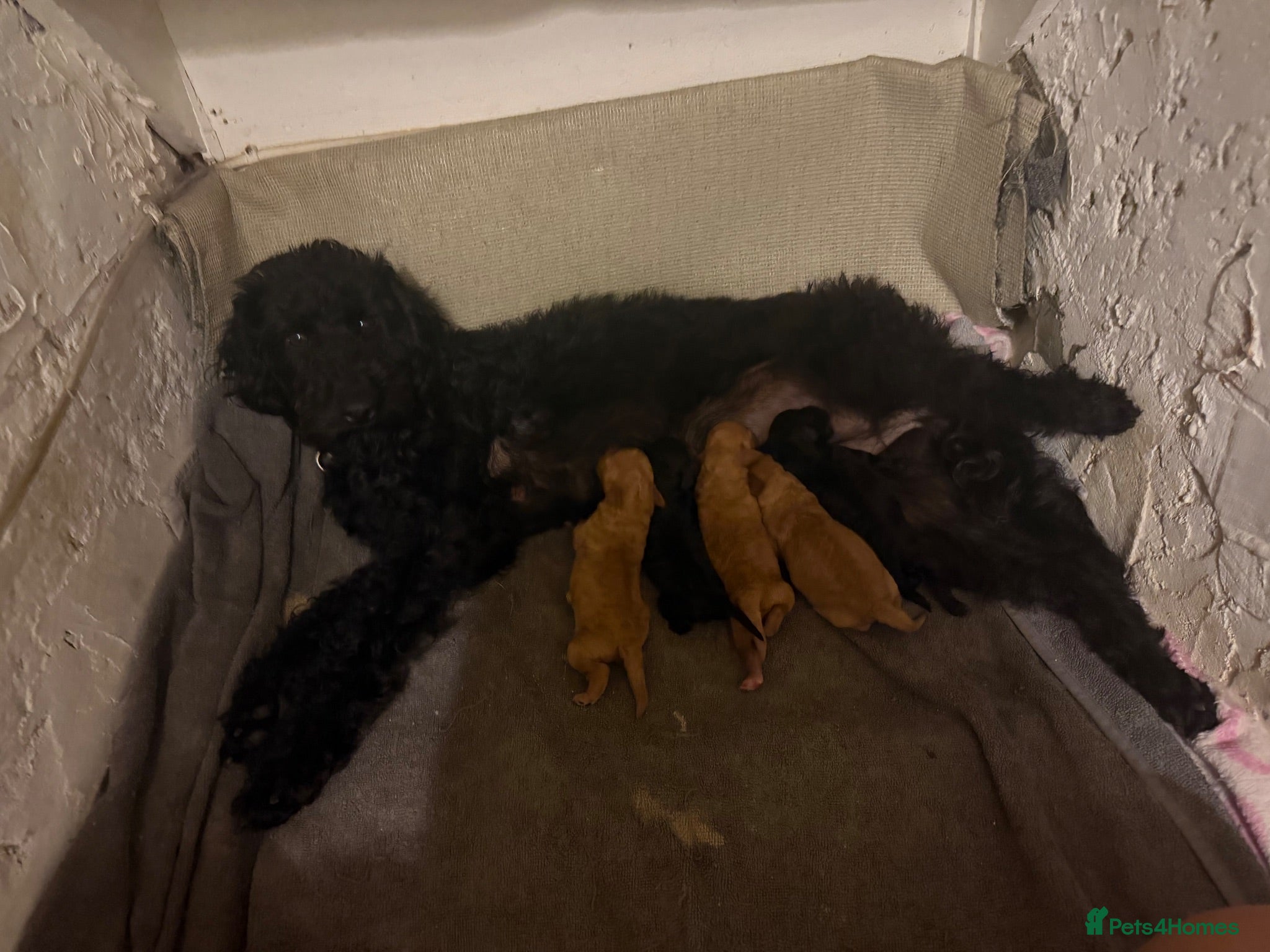 Labradoodle dogs mini labradoodle cross poddle f1bb  - Advert 1