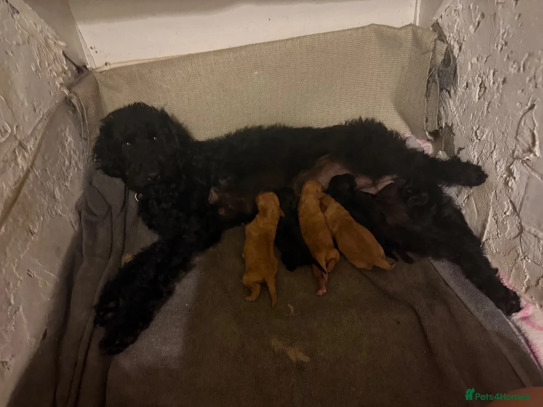 Labradoodle dogs for sale: mini labradoodle cross poddle f1bb  in Rochester - Advert 1