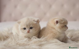 British Shorthair cats for sale: Chubby Golden Blue BSH girls - Image 2
