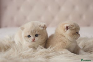 British Shorthair cats - Advert 2