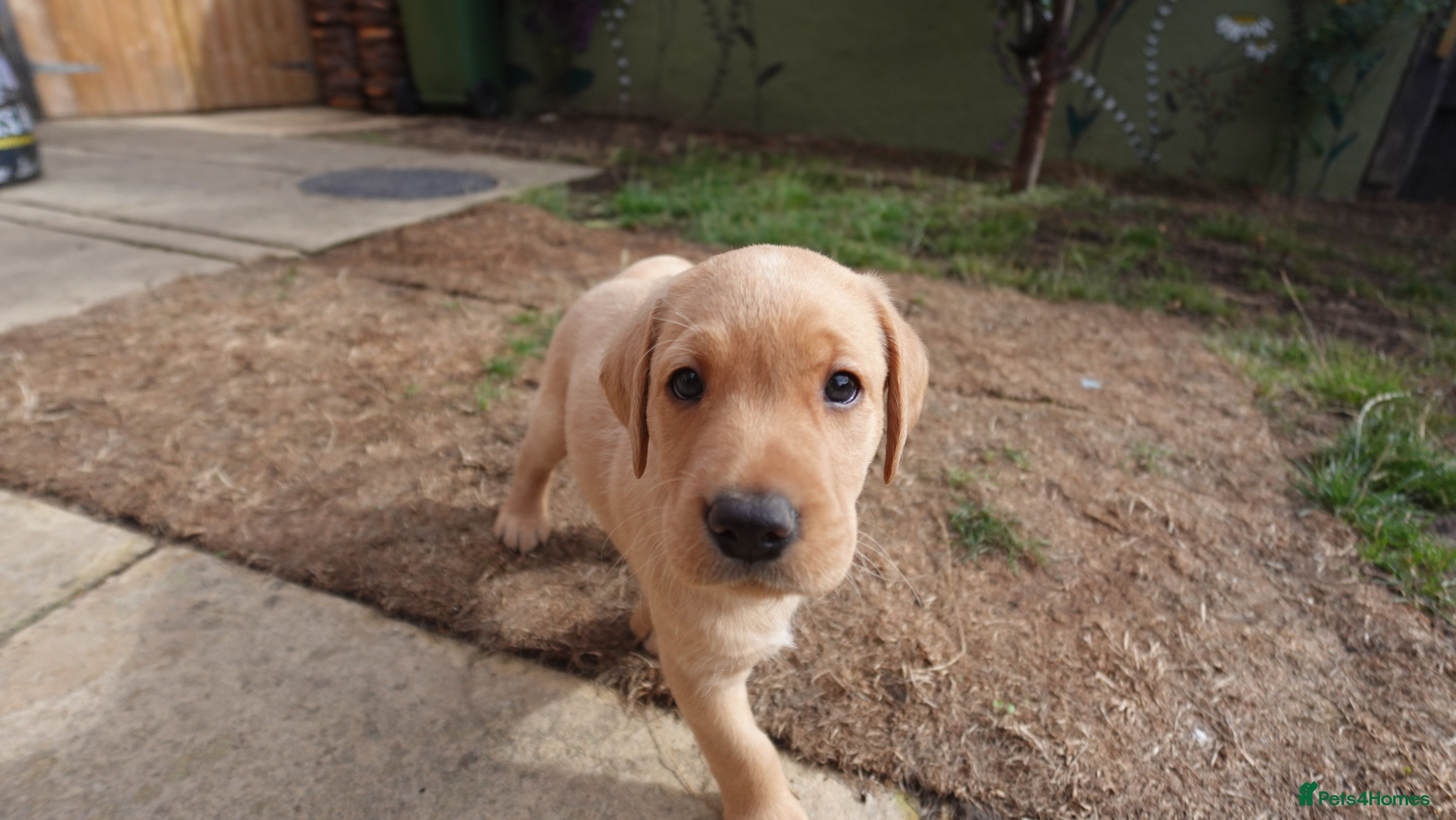 Labrador Retriever dogs Stunning Yellow & Fox Red Labrador Puppies- KC Reg - Advert 2