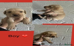 Labrador Retriever dogs for sale: Perfect Labrador Puppies - Image 15