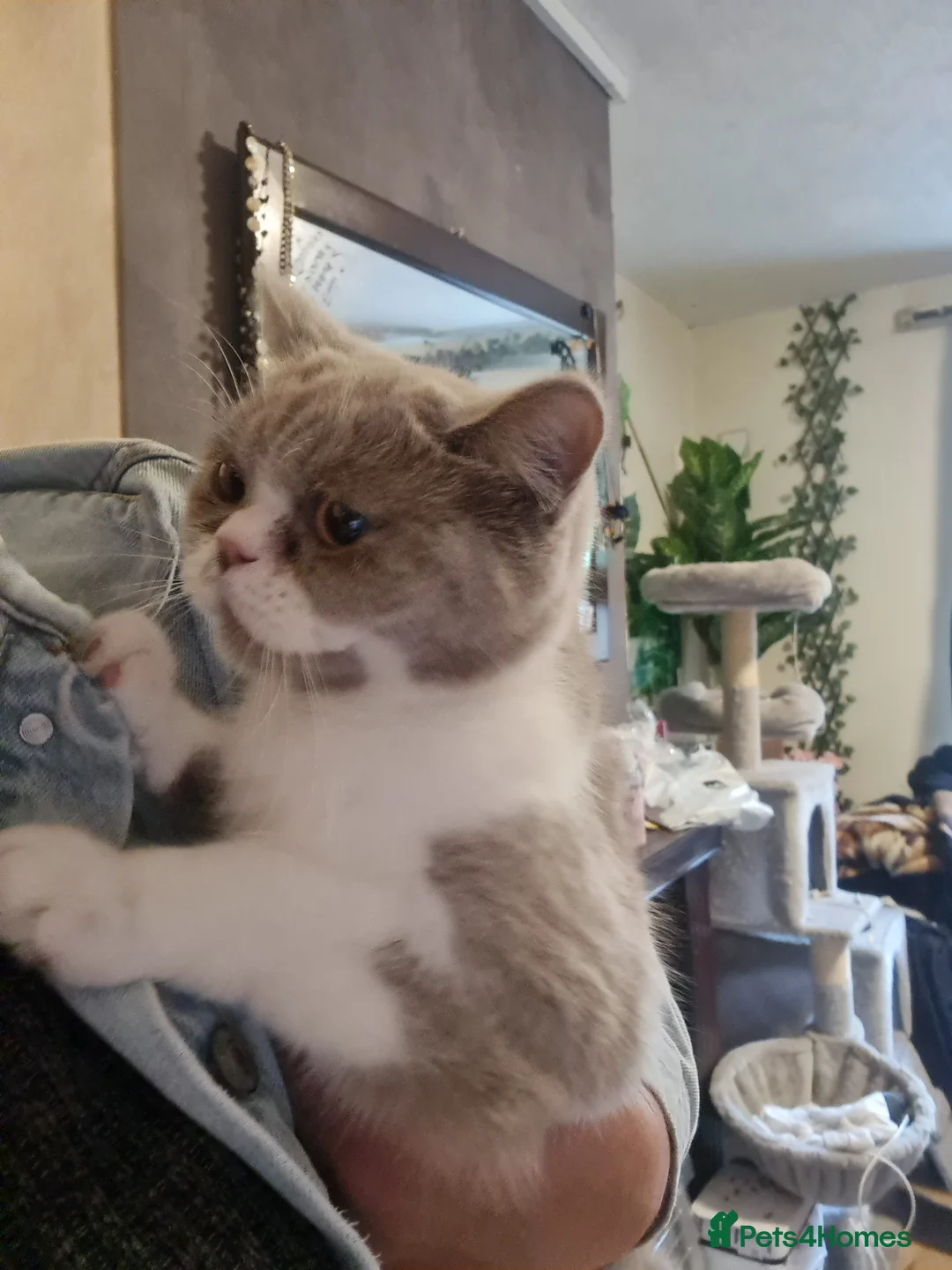 Brazilian Shorthair cats for sale: Sweet lilly for sweet home - Advert 1