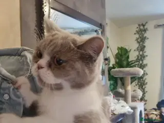 Brazilian Shorthair cats Sweet lilly for sweet home - Advert 2