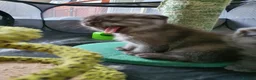 Scottish Fold cats for sale: 🐾 Adorable Scottish Fold Kittens  - Advert 13