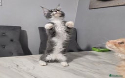 Maine Coon cats for sale: Ready now boys Mainecoon tica registered  - Image 6