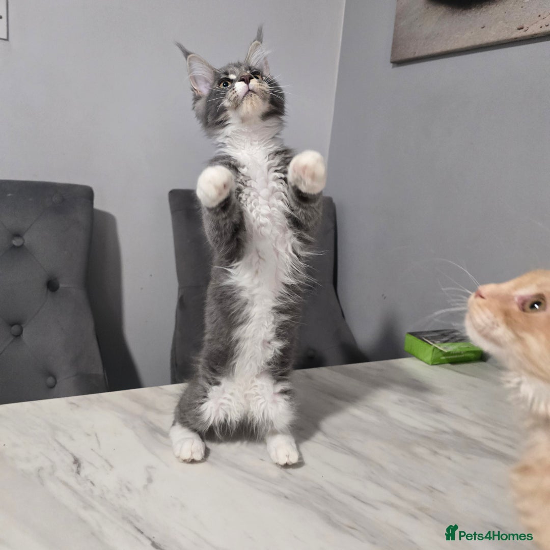 Maine Coon cats for sale: Ready now boys Mainecoon tica registered  - Image 6
