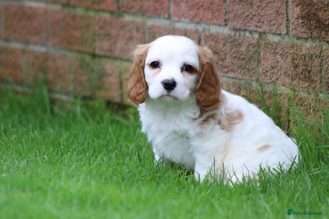 Cavachon dogs Beautiful Cavachon puppies for sale - Advert 1