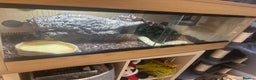 Python Snake reptiles for sale: Ball python - Advert 7