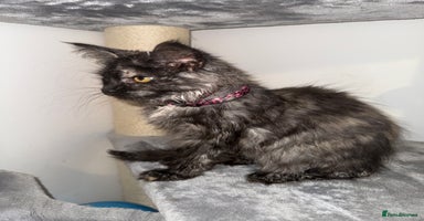 Maine Coon cats - Advert 2