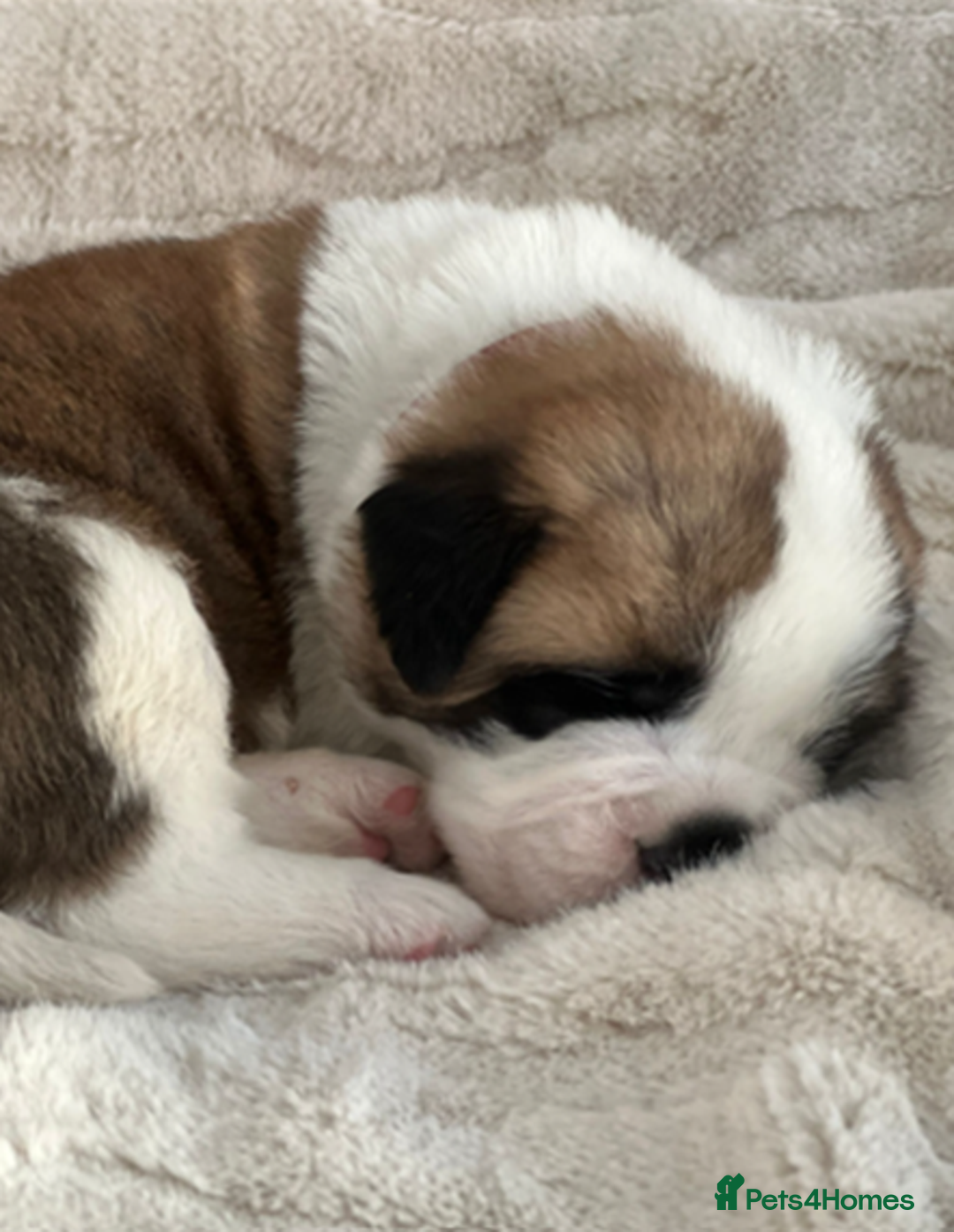 Saint Bernard dogs for sale: Exceptional St. Bernard Puppies ~ Health Tested - Advert 5