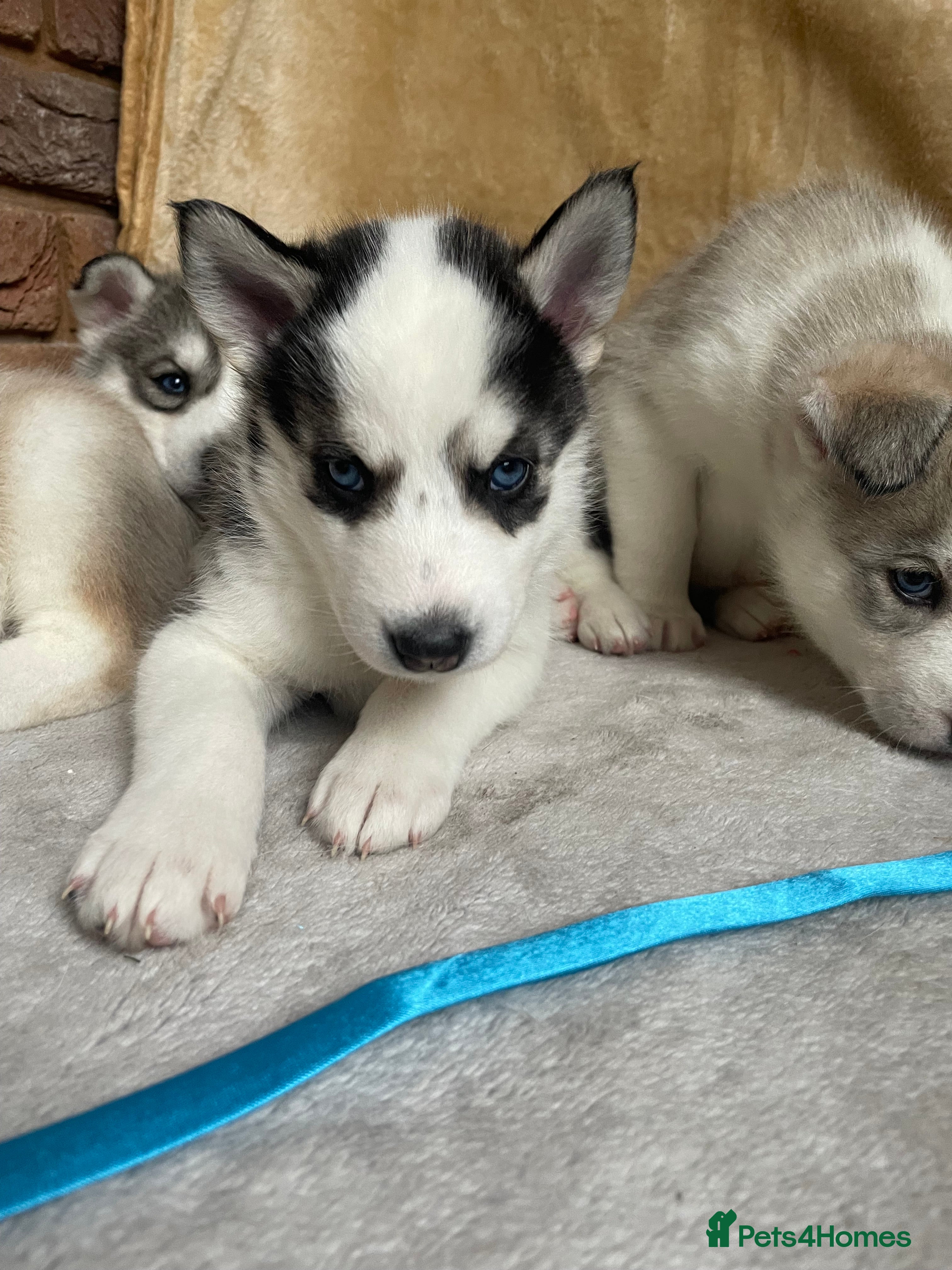 Siberian Husky dogs Siberian Husky Puppies  - Advert 14