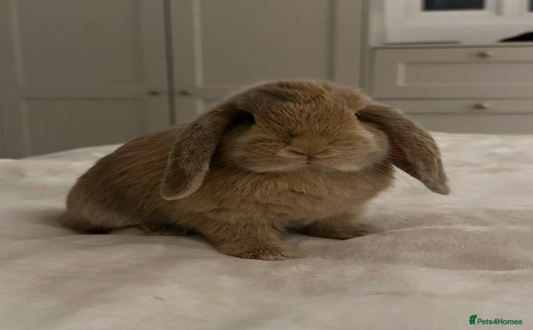 Mini Lop rabbits - Advert 1