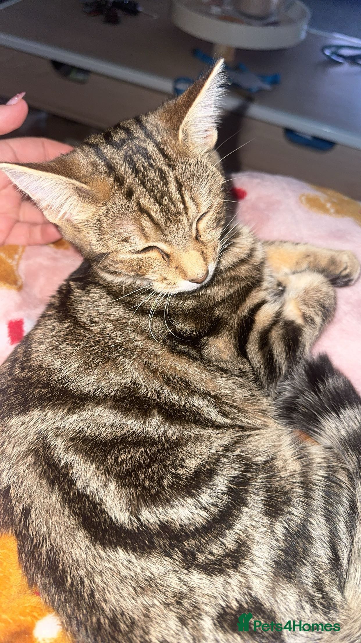 Mixed Breed cats 8 month old female kitten - Advert 4