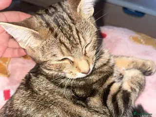 Mixed Breed cats 8 month old female kitten - Advert 1