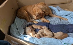 Labrador Retriever dogs for sale: Red and yellow Labrador puppies for sale. - Image 2