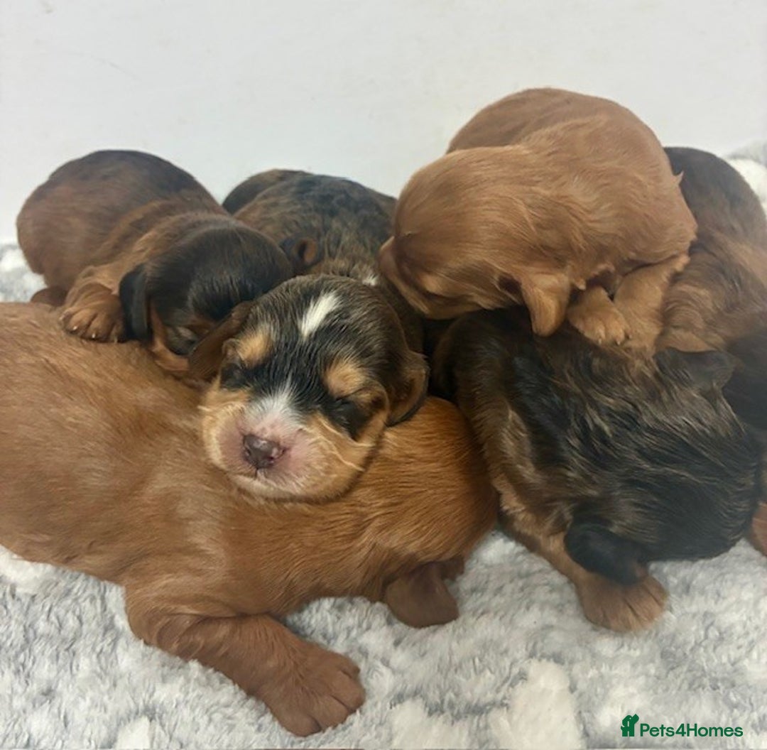 Cavapoo dogs for sale: 🌟 Outstanding Cavapoo puppies 🌟 - Advert 2