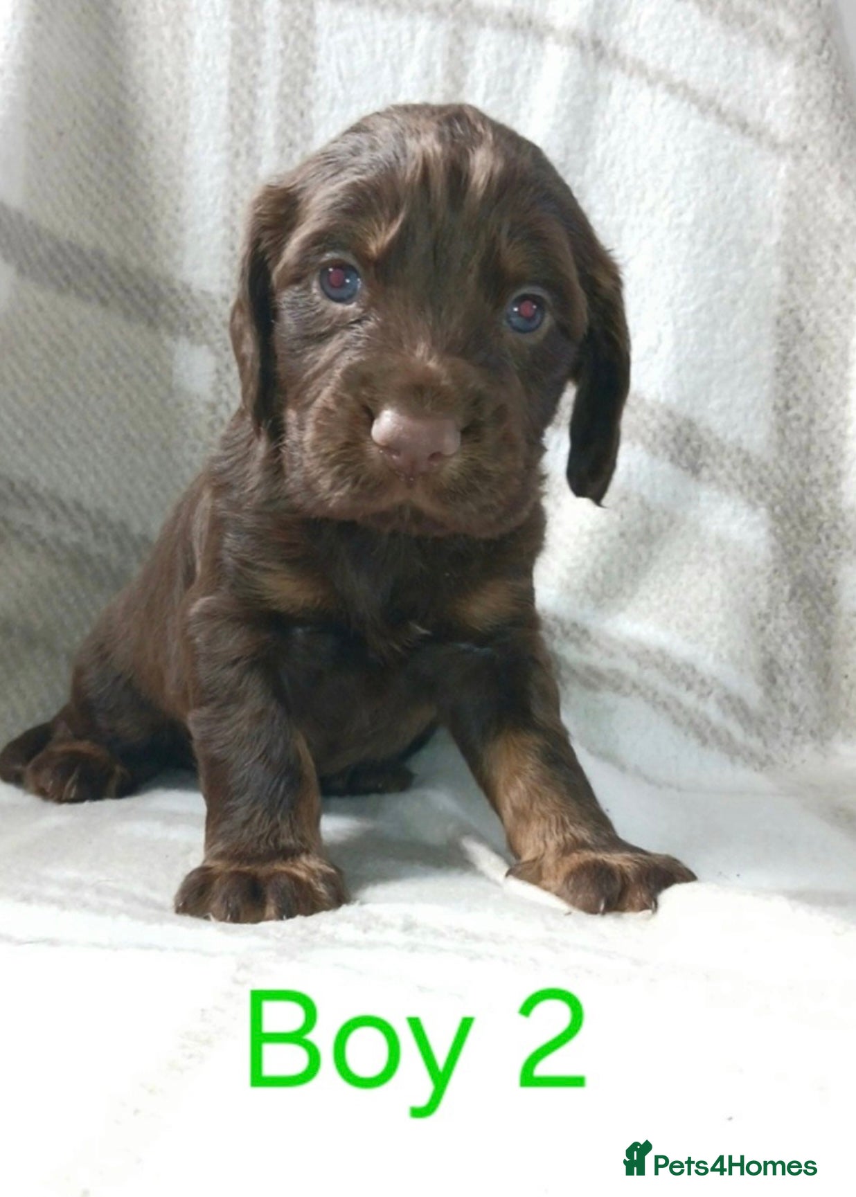 Sprocker dogs Adorable sprocker puppies - Advert 2