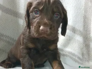 Sprocker dogs Adorable sprocker puppies - Advert 2