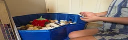 Rat rodents for sale: Lovley rats  in Bridgwater - Advert 5
